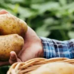 Deux ans après son lancement, PYGMALION® est plébiscité par ses utilisateurs
