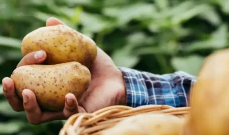 Deux ans après son lancement, PYGMALION® est plébiscité par ses utilisateurs