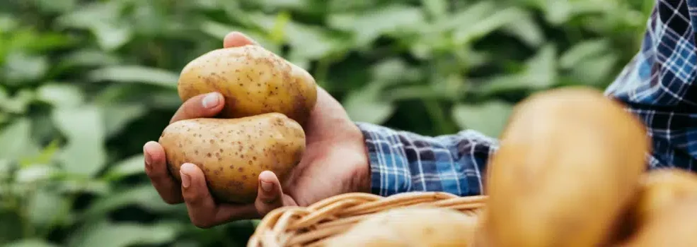 Deux ans après son lancement, PYGMALION® est plébiscité par ses utilisateurs
