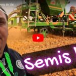 Semis de blé