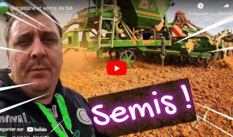 Semis de blé