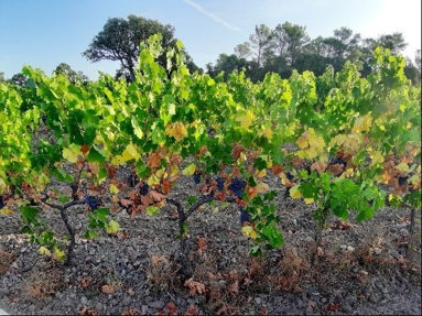 Biostimulants, bien choisir en fonction des besoins