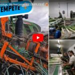 Arrachage de poireaux : grosses commandes en préparation !