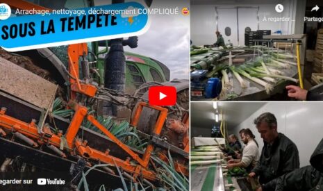Arrachage de poireaux : grosses commandes en préparation !