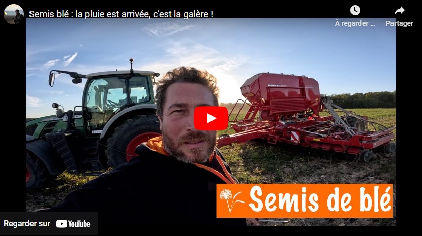 Les premiers semis de blé sont levés !