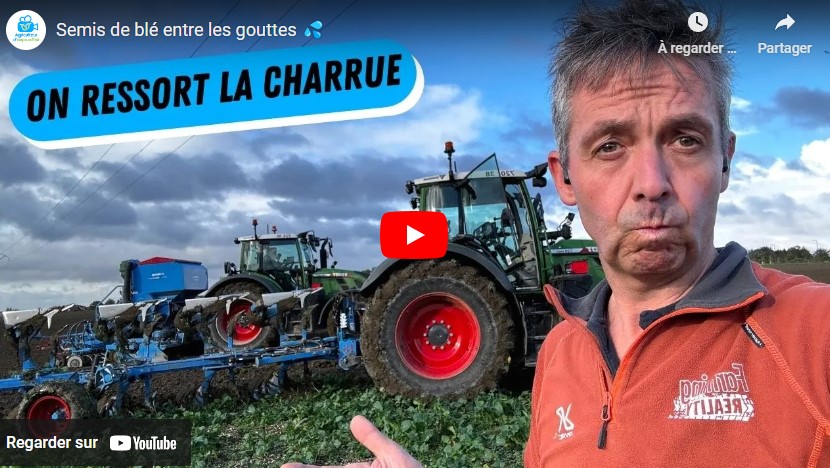 Semis de blé entre les gouttes