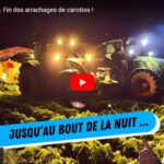 Fin des arrachages de carottes
