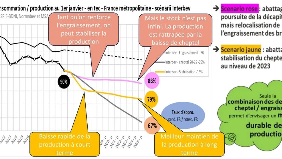 Filière bovine française : un tiers de la viande consommée serait importée à l’horizon 2035