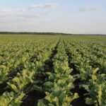 DLF Seeds A/S et le Groupe Florimond Desprez annoncent leur intention de constituer une joint-venture