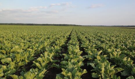 DLF Seeds A/S et le Groupe Florimond Desprez annoncent leur intention de constituer une joint-venture