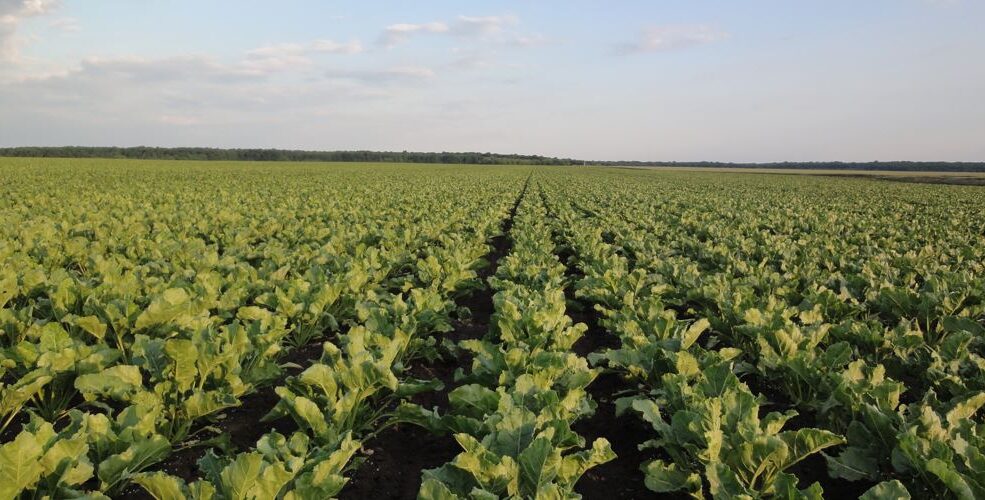 DLF Seeds A/S et le Groupe Florimond Desprez annoncent leur intention de constituer une joint-venture