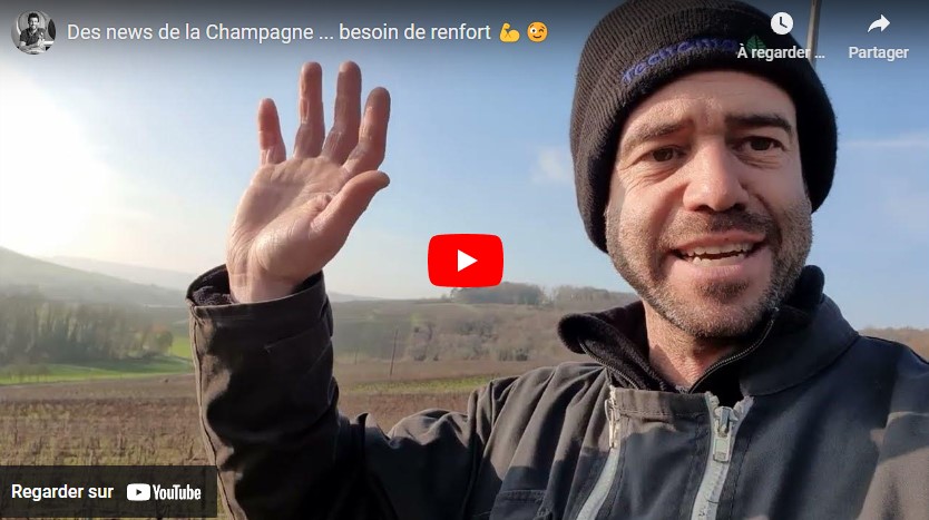 Des nouvelles depuis les vignes