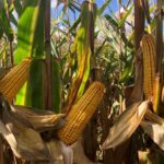 DEKALB labelise la performance de ses maïs grain et fourrage face aux stress climatiques