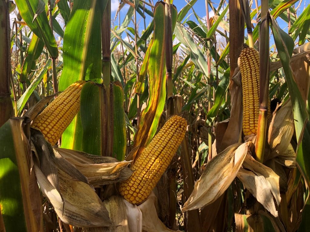 DEKALB labelise la performance de ses maïs grain et fourrage face aux stress climatiques