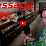 Dressage d'un chien de troupeau