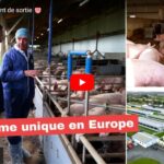 Visite d'un élevage de cochon !