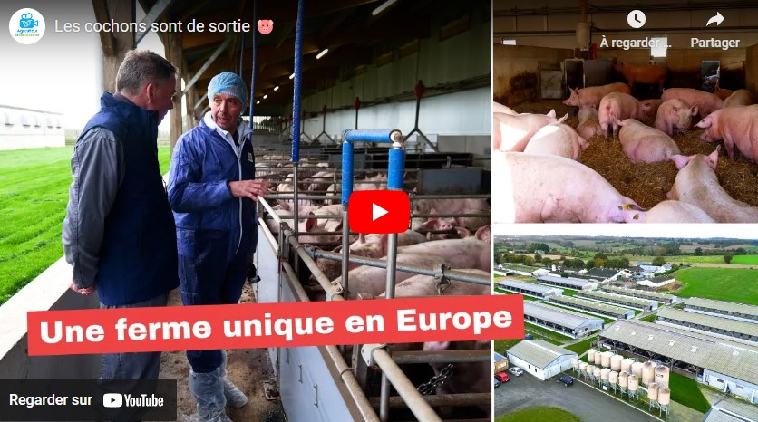 Visite d&rsquo;un élevage de cochon !