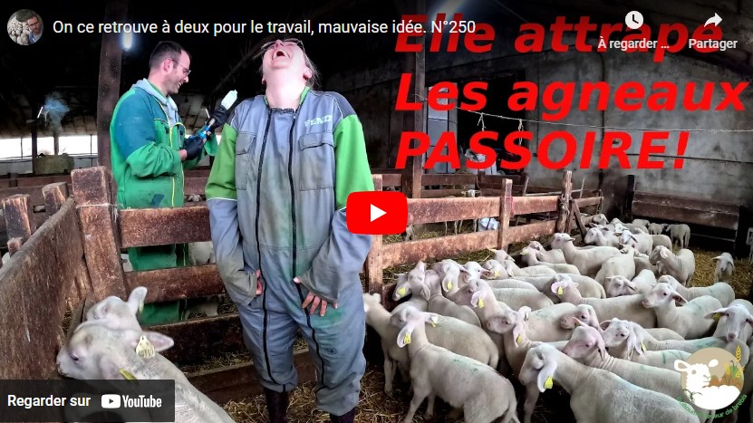 Travail à deux à la ferme !