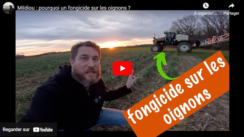 Mildiou : pourquoi un fongicide sur les oignons ?