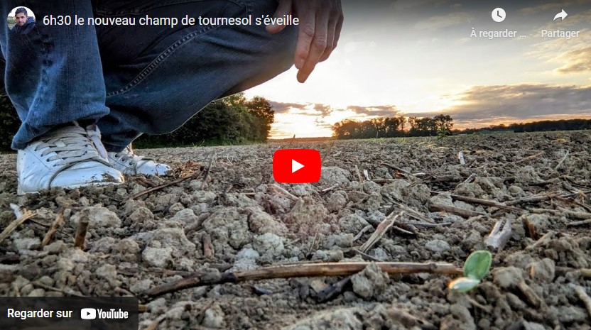 Champ de tournesol