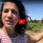 Rogner et écimer les vignes