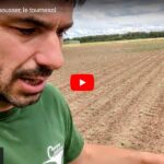 Où en est le tournesol semé ?