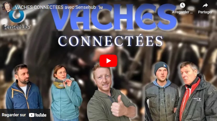 VACHES CONNECTÉES avec Sensehub