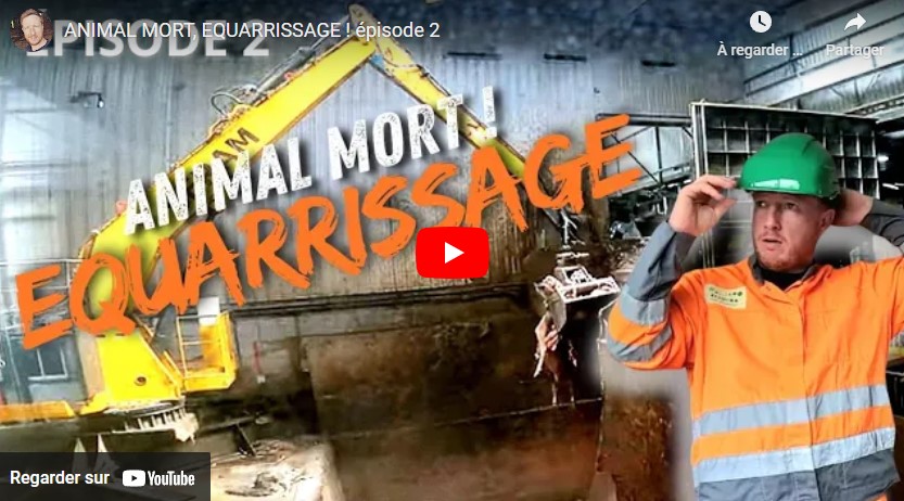 ANIMAL MORT, ÉQUARRISSAGE – 2