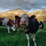 Recherche de ses futurs associés pour le Gaec La Gourmandière