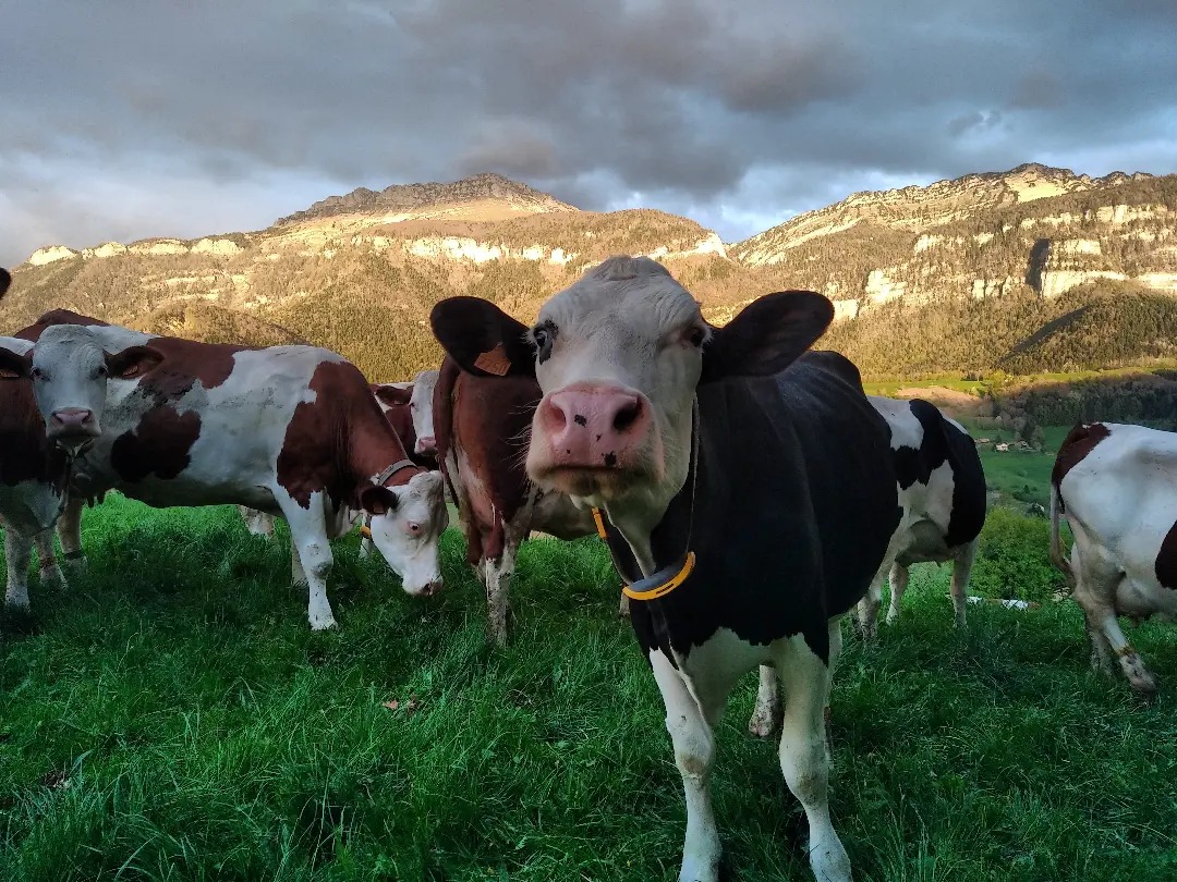 Recherche de ses futurs associés pour le Gaec La Gourmandière