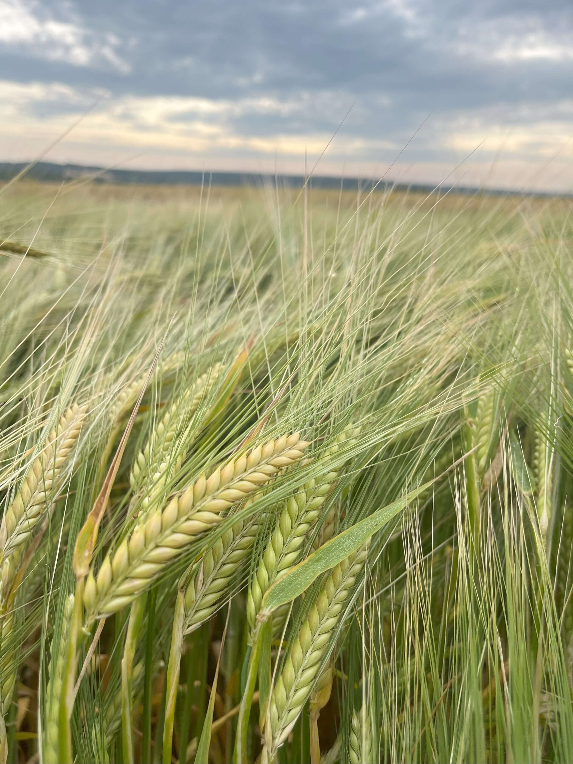 Orges de printemps semées en automne et tolérance à la rynchosporiose