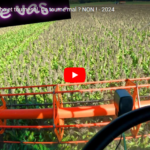 Je tente le sorgho et tournesol. Ca tourne mal ? NON ! - 2024