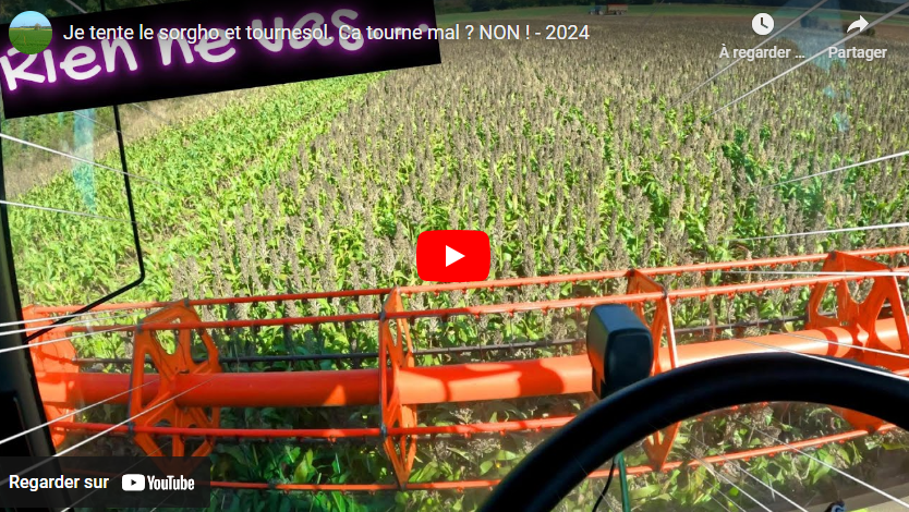 Je tente le sorgho et tournesol. Ca tourne mal ? NON ! – 2024