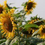 BASF et Elicit Plant s’associent pour favoriser l’entrée de nouvelles bio-solutions sur le marché du tournesol et des céréales à paille