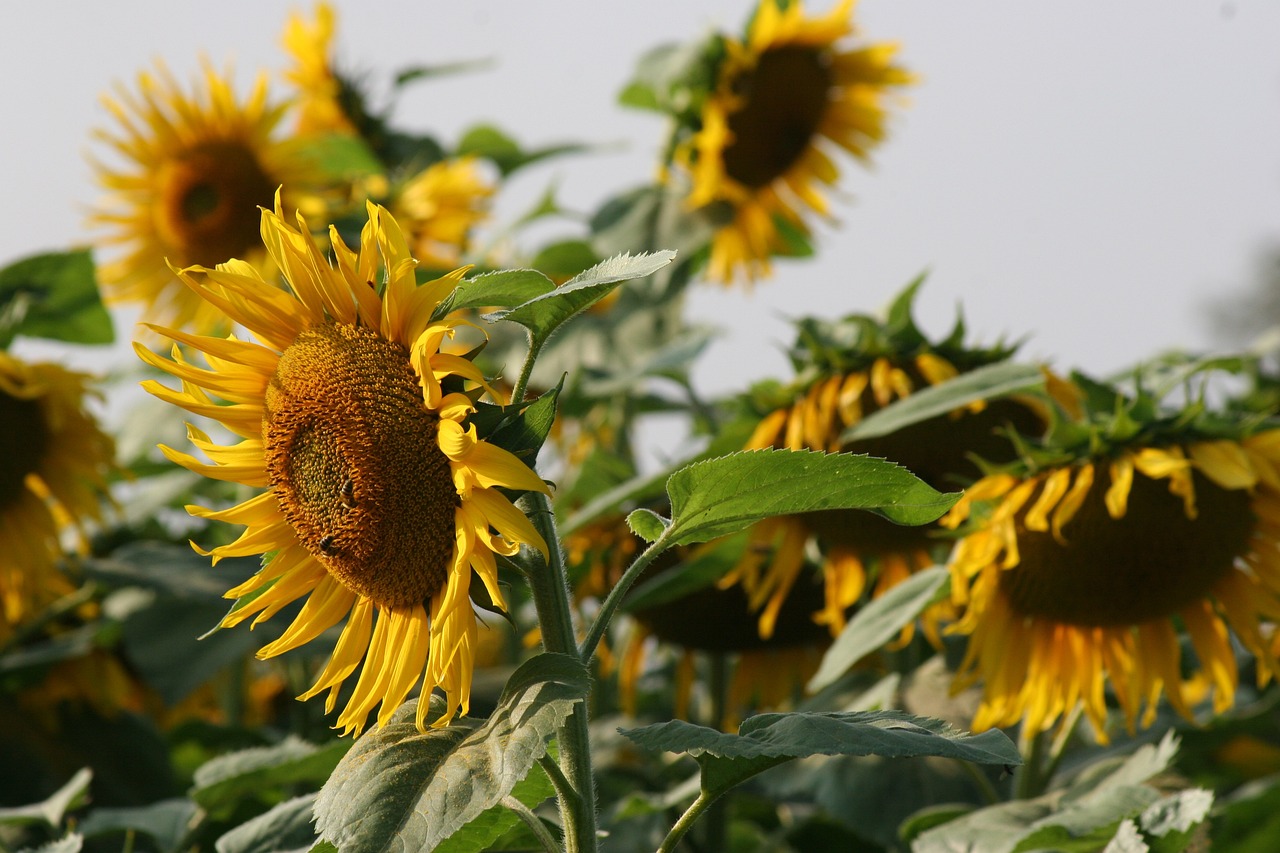 BASF et Elicit Plant s’associent pour favoriser l’entrée de nouvelles bio-solutions sur le marché du tournesol et des céréales à paille