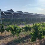 Des solutions agrivoltaïques pour concilier agriculture et production d’énergie verte