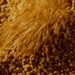 Qualimètre : vingt ans d’innovation de prévision du risque mycotoxines au service de la sécurité alimentaire