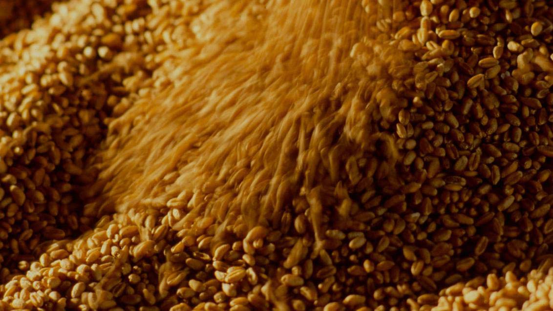 Qualimètre : vingt ans d’innovation de prévision du risque mycotoxines au service de la sécurité alimentaire