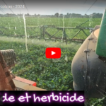 Traitement des colzas - 2024