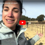 Combien ça coûte un plantier en vigne ?