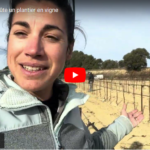 Combien coûte un plantier en vigne ?