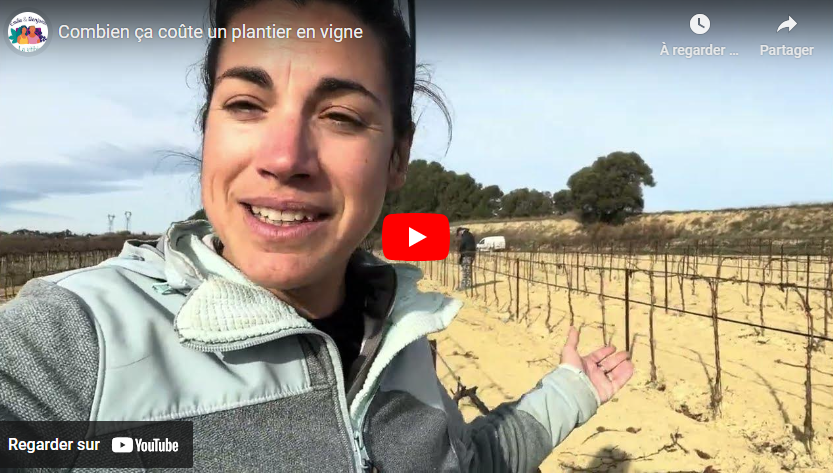 Combien coûte un plantier en vigne ?