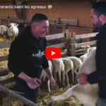MarcA2C : Les renards tuent les agneaux 😨