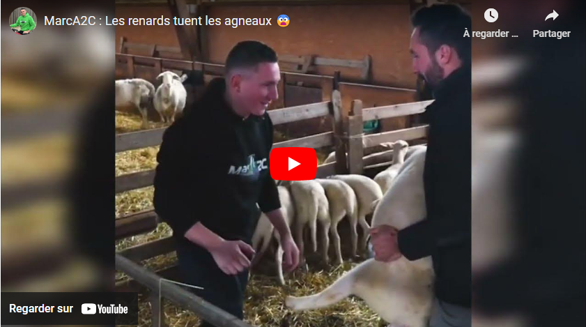 MarcA2C : Les renards tuent les agneaux 😨