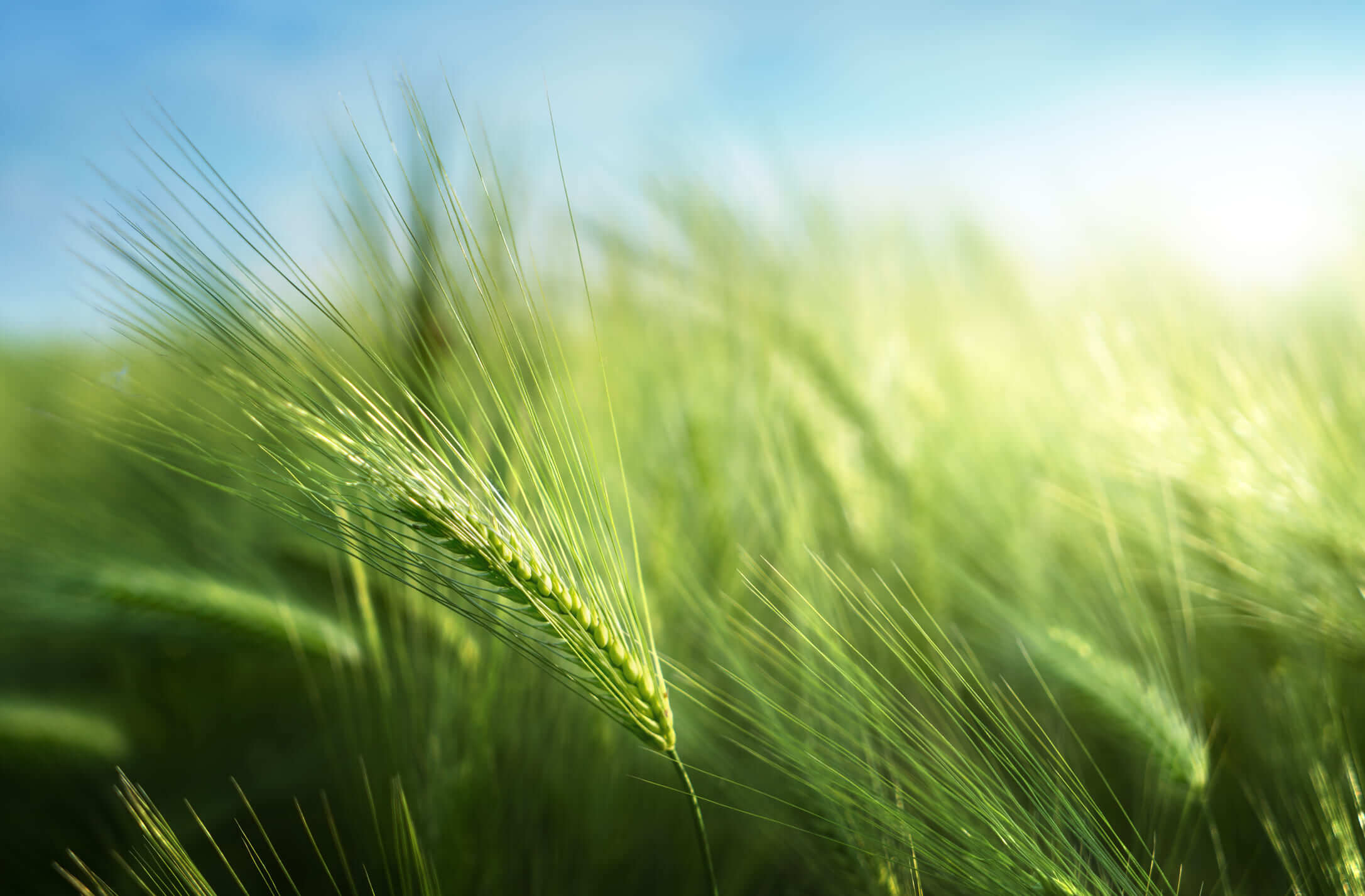 Fongicide céréales : découvrez Yanila®, l&rsquo;innovation BASF avec Revysol® !