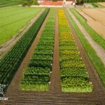 Tenir compte des scénarios climatiques pour choisir ses variétés