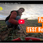 Les insectes vont-ils détruire mon colza ???