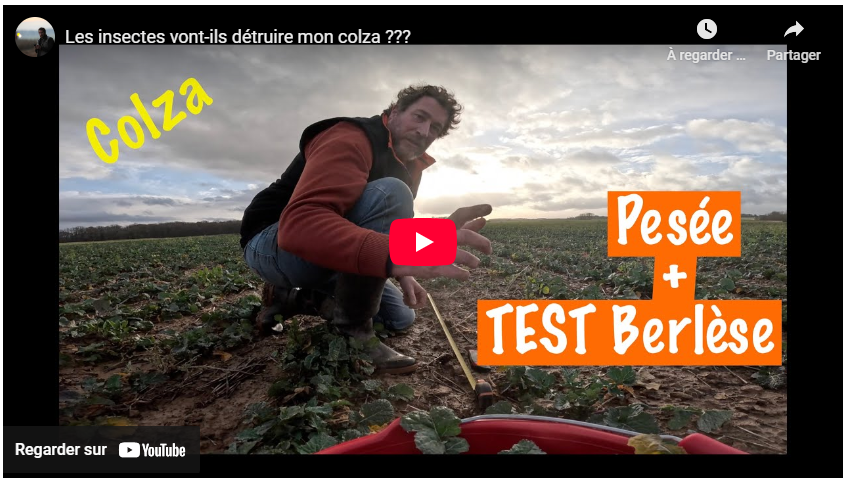 Les insectes vont-ils détruire mon colza ???