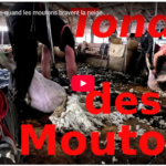 Tonte hivernale, quand les moutons bravent la neige....