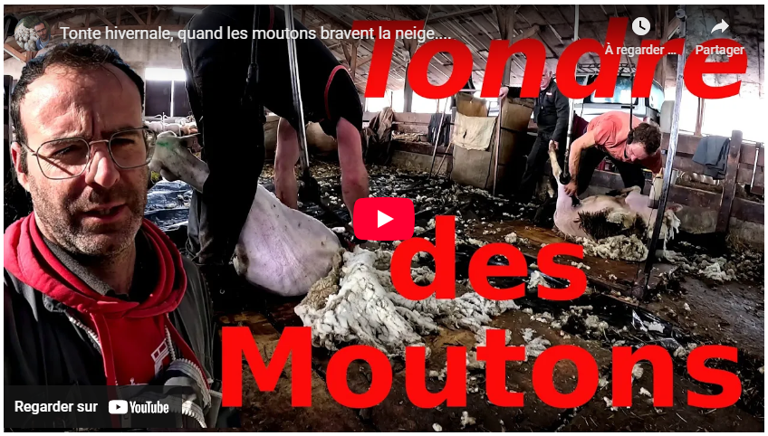 Tonte hivernale, quand les moutons bravent la neige….